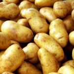 Українські селекціонери вивели нові лежкі сорти картоплі