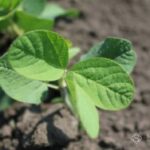 Новий закон про ГМО: аграріїв чекають норми та виклики