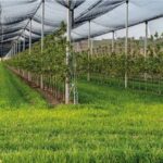 Нідерланди розробляють цифрові технології для управління садами