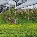 Голландські інновації штурмують українські сади: як вирощувати більше та краще