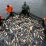 Українські рибоводи вимагають спрощення доступу до водойм та державної компенсації&hellip;